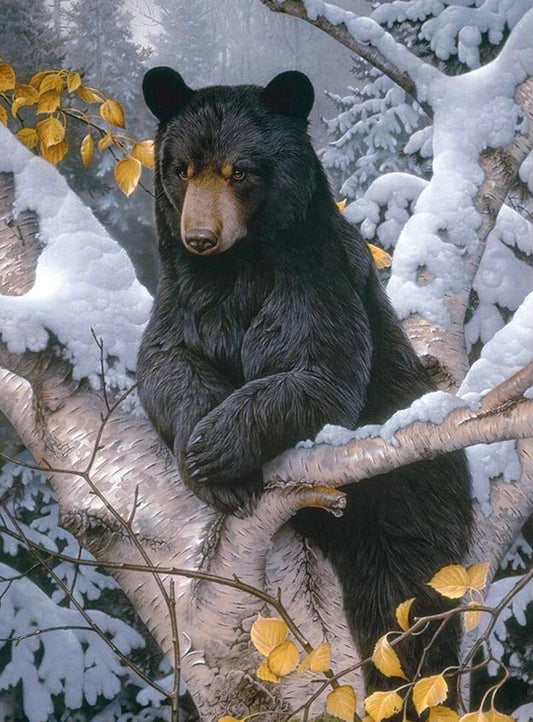 Black Bear In Tree