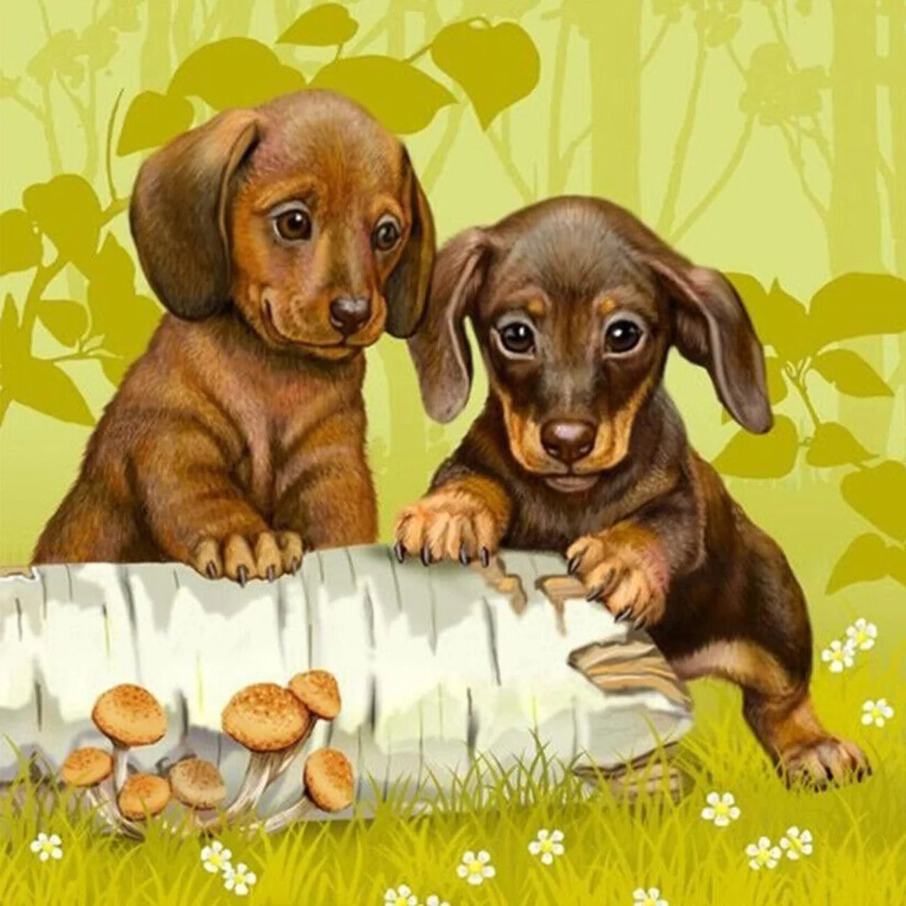 Dachsund Puppies